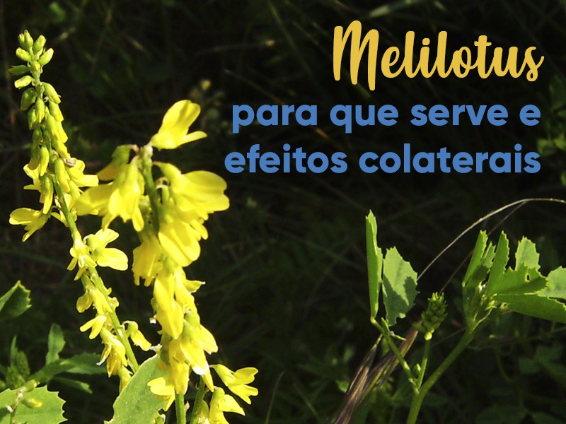 Melilotus: para que serve e efeitos colaterais